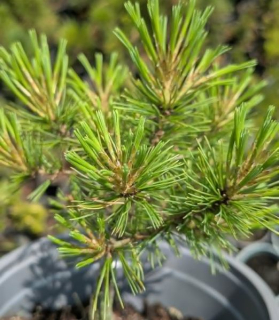 Pinus strobus ‘Minima’